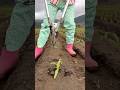 Modern seedlings planting tool| Helpful farming tool for corn farming #shorts #tools