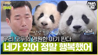 이제 먼 여행을 떠나는 푸바오의 이야기🐼 국내 최초 아기 판다의 탄생부터 마지막 이별의 순간 그리고 강철원 사육사의 감동의 편지🥹안녕, 푸바오#푸바오와할부지2 l SBSNOW