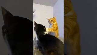Funny Cats ? episode 508 shorts