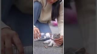 A Kind Women Save Abandoned Kitten From Roadside Animal Rescue