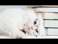 Cute And Funny Cat Videos #43 | Cute Cats Land