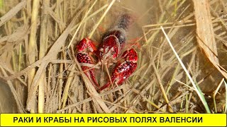 Раки и крабы на рисовых полях Валенсии