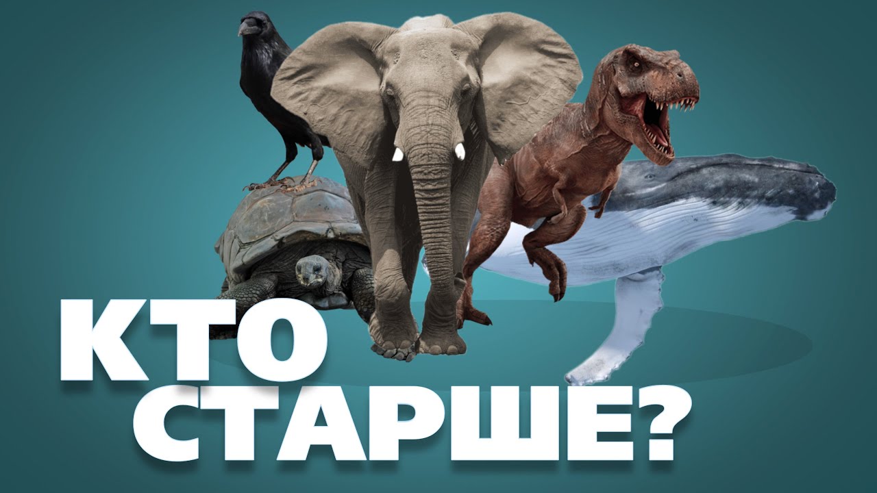 САМЫЕ ДОЛГОЖИВУЩИЕ ЖИВОТНЫЕ / ТОП: ВЕКОВАЯ СТОЙКОСТЬ