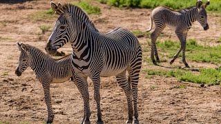 Two Grevy’s Zebra Births Add to Endangered Population