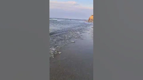 Из-за рыбы не видно воды: к берегу Сахалина подошла корюшка