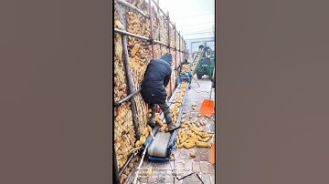 Harvesting corn machine is depicted- Good tools and machinery can increase work efficiency