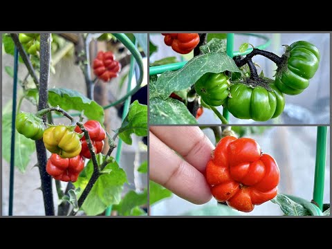 Video: What Is A Pumpkin On A Stick: How To Grow Ornamental Aubergine