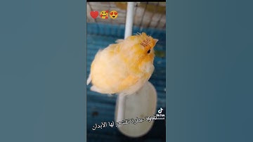 تلاوة عطرة تقشعر لها الأبدان القارئ الجزائري عبد العزيز سحيم