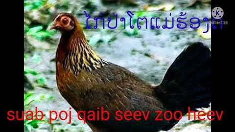 ໄກ່ປ່າໂຕແມ່ຮ້ອງດີ-suab poj qaib qub seev zoo heev dib tuaj 100%