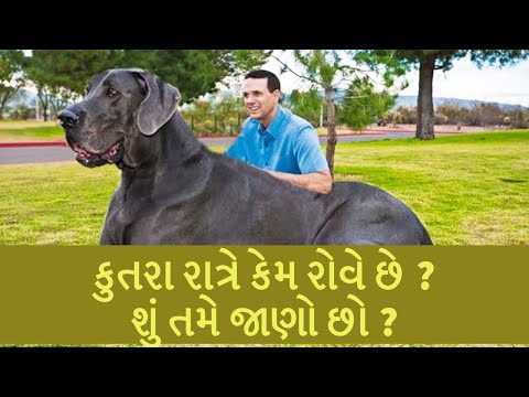 કુતરાઓ રાતે કેમ રોવે છે ? જાણો તેનું કારણ | Gujarati Knowledge Book