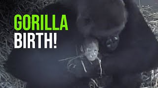 Critically Endangered Gorilla Born On Camera!