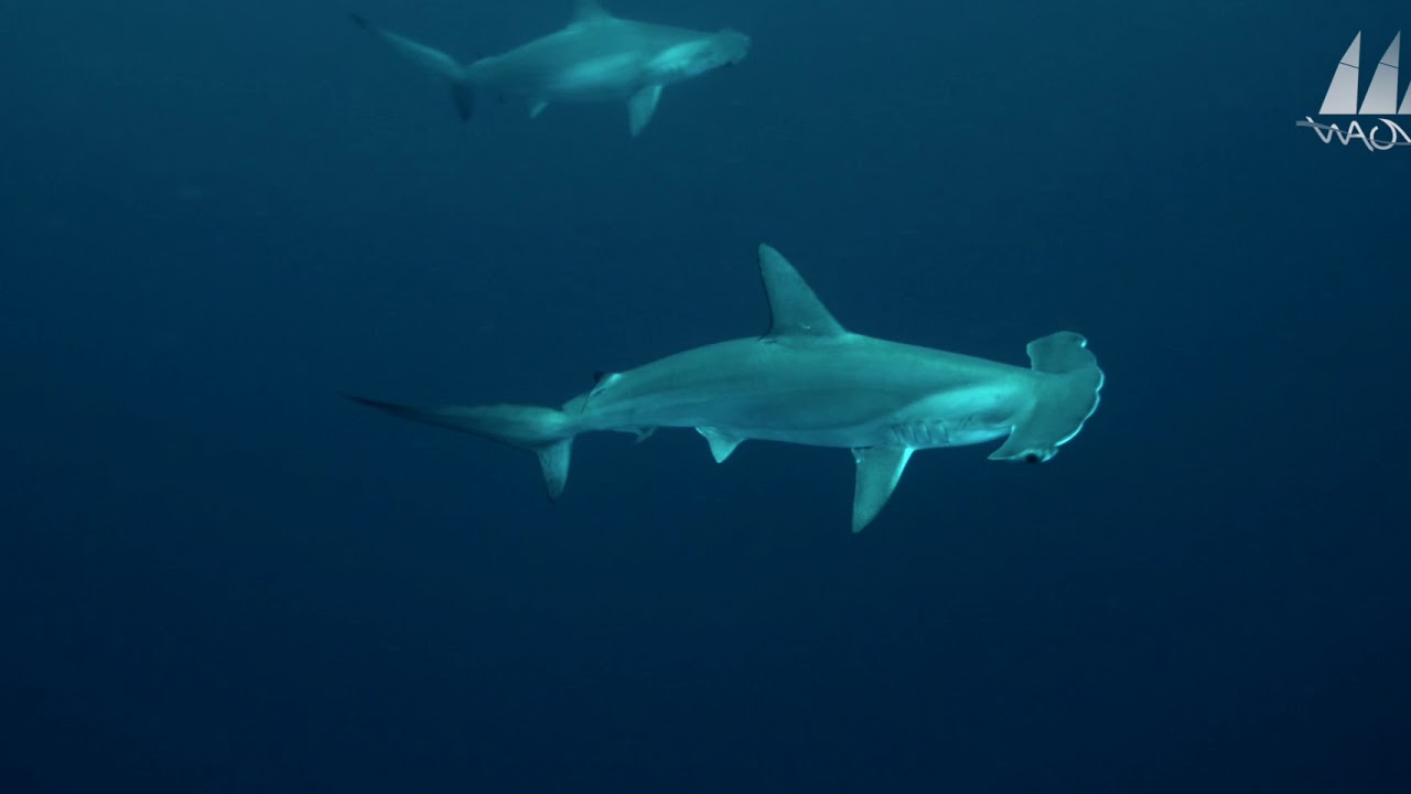 WAOW Indonesia - Banda Spice Islands