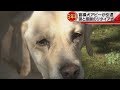 盲導犬アビーが引退 涙と感謝のリタイア式 2017.10.10放送