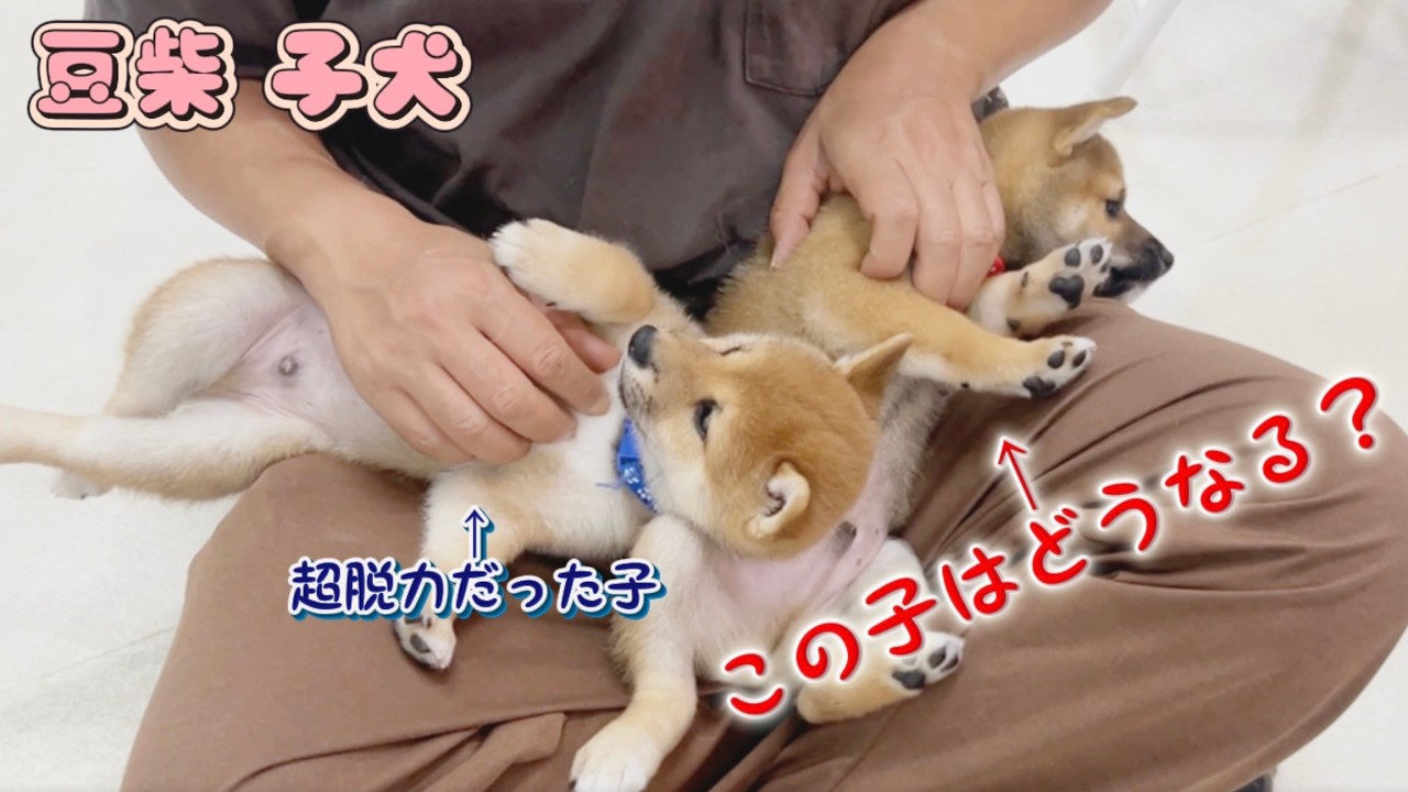Mameshiba] That puppy who was super relaxed in the bath—now his
