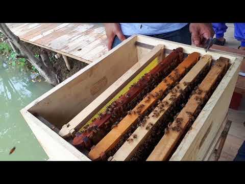 Video: Paano Gumawa ng isang Honey Bee Box (na may Mga Larawan)