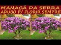 Manacá da Serra, tenha Flores o ano todo usando este Adubo!