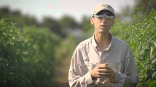 Seminis® Breeder Series - Fresh Market Tomato