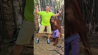 Orangutan Touch Big Banana Ig