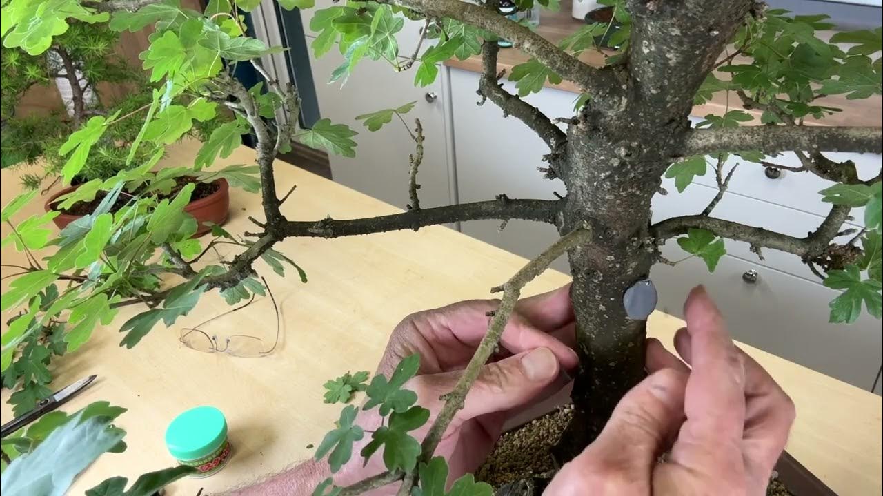 penggunaan sealant luka potong bonsai: manfaat dan cara kerja