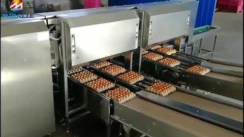 Automatic electronic egg grading and packing machine