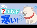 【2024年版】犬だって寒い!犬が寒いと感じる温度・防寒対策