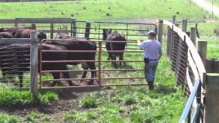 Spring Cattle Move 2013