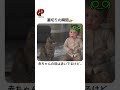 😂 裏切る赤ちゃんと反撃する猫w #music #musician