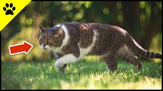 Everyone Who Has An Outdoor Cat Should Know THIS! 💡 by KittyTV 452 views 4 weeks ago 2 minutes, 37 seconds