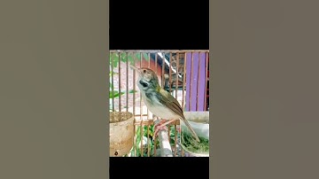 tembakan rapat prenjak lumut#prenjaklumutgacor #prenjakgunung #prenjakmerah #shorts