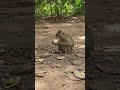 Cute baby monkeys dailys