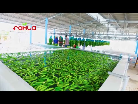 Video Fohla | Chuẩn Chuối Fohla - youtube