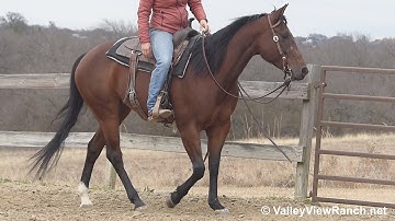 Long Cool Jazz - easy one-hand jog, lope-offs, turns, stops! - ValleyViewRanch.net