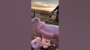 A Gentle Future: An AI Robot Helping Sheep Through a Stress-Free Shearing Moment #ai #farming #sheep
