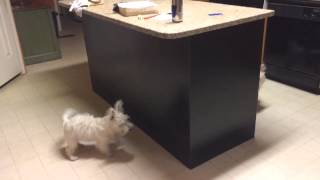 WESTIES playing hide and seek West Highland White Terriers playing chase