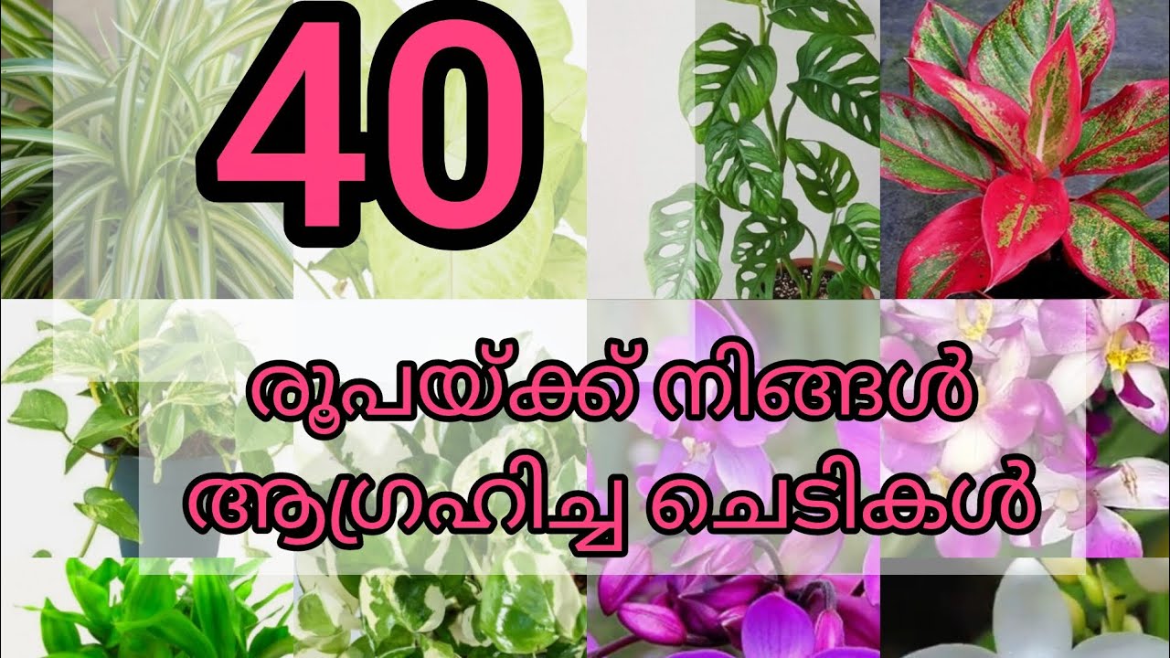  40 രൂപയ്ക്ക് നിങ്ങൾ ആഗ്രഹിച്ച ചെടികൾ