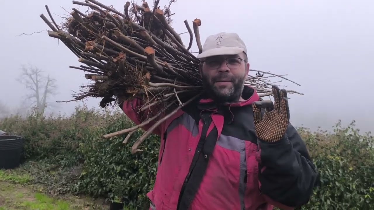 Como REPRODUCIR PLANTAS de CEREZO muy fácilmente 