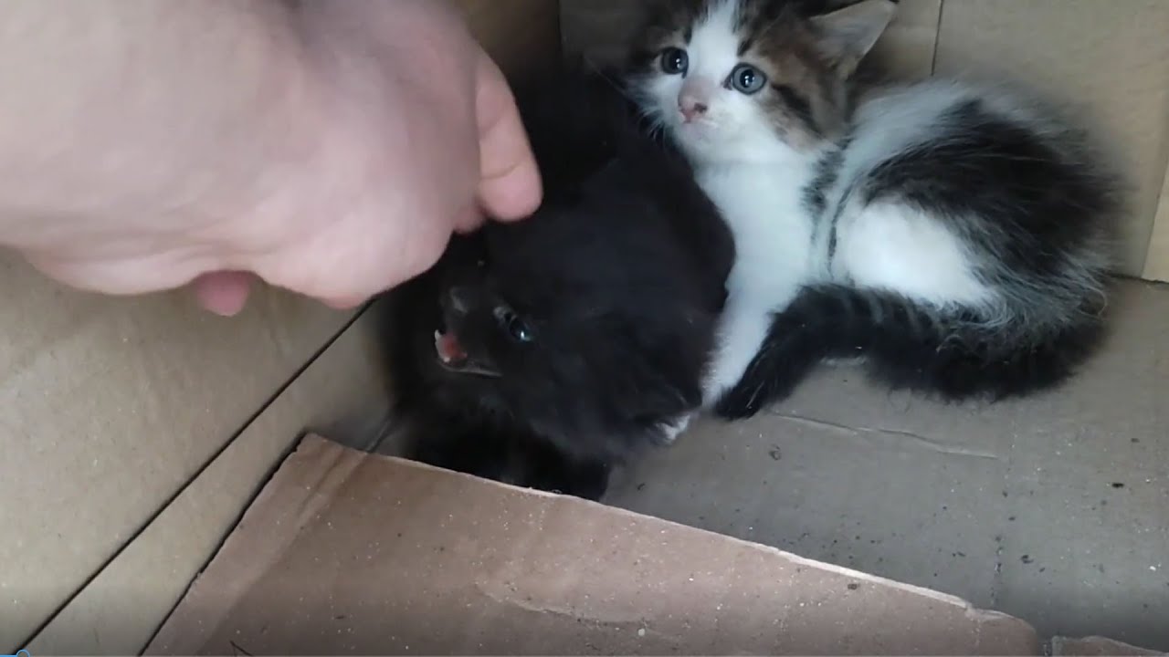 Rescue Abandoned Kittens on Street. - YouTube