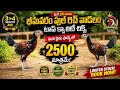Chicks available Bhimavaram jathi Kodi pillalu Full rich vatam.