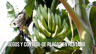 Riegos y CONTROL DE PLAGAS en plátano TvAgro por Juan Gonzalo Angel Restrepo