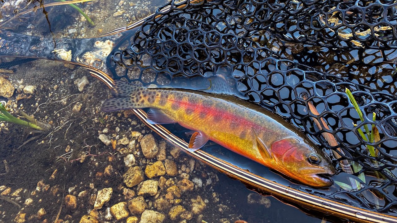 Creek Fly Fishing for Golden Trout YouTube