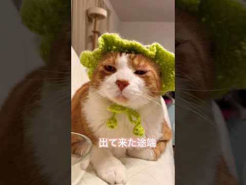 出てきた途端嫌われるなんてやっぱりお前は  #ねこ動画 #cat #猫のいる暮らし