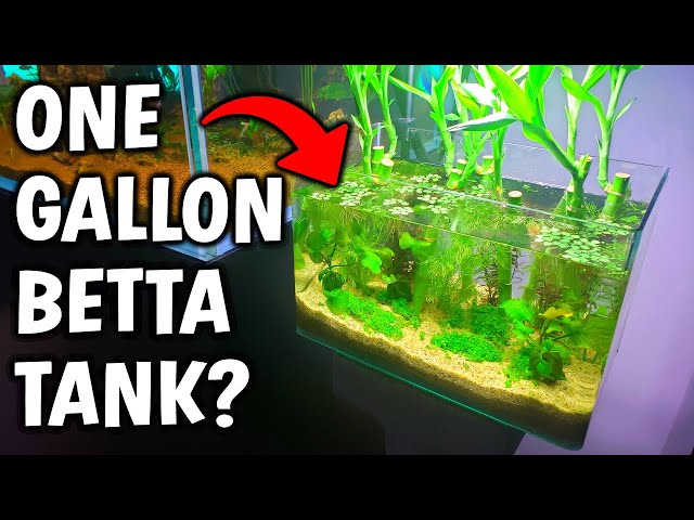 Is A 1 Gallon Betta Tank Good Or Bad? 