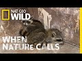 Watch as two raccoons get rescued  when nature calls