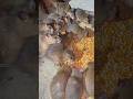 Úp được con chuột khổng lồ #shortvideo