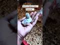 Day:4 of Precious the Serama Chick 🐣 #chicken #serama #petstamil #kozhivalarthal #pets #uktamil