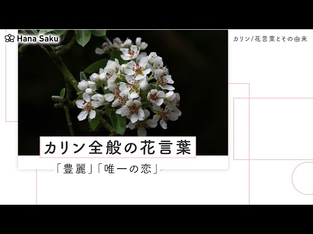 カリン 花言葉 Youtube カリン 花言葉 Youtube