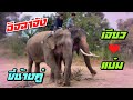 เจียวกับแบ๋มขี่ช้างคู่กัน❤️เจียวขี่แป๊บซี่ แบ๋มขี่เจ้ 😍อิจฉา एक हाथी,elephant