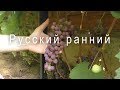 Русский ранний - беспроблемный универсальный сорт винограда