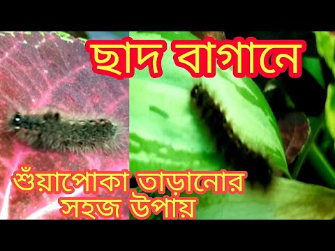 ছাদ বাগান থেকে শুঁয়াপোকা তাড়ানোর টপ সিক্রেট উপায় || How to keep caterpillar away