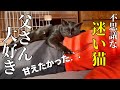 人懐っこい野良猫と、まさかの関係になってしまいました!